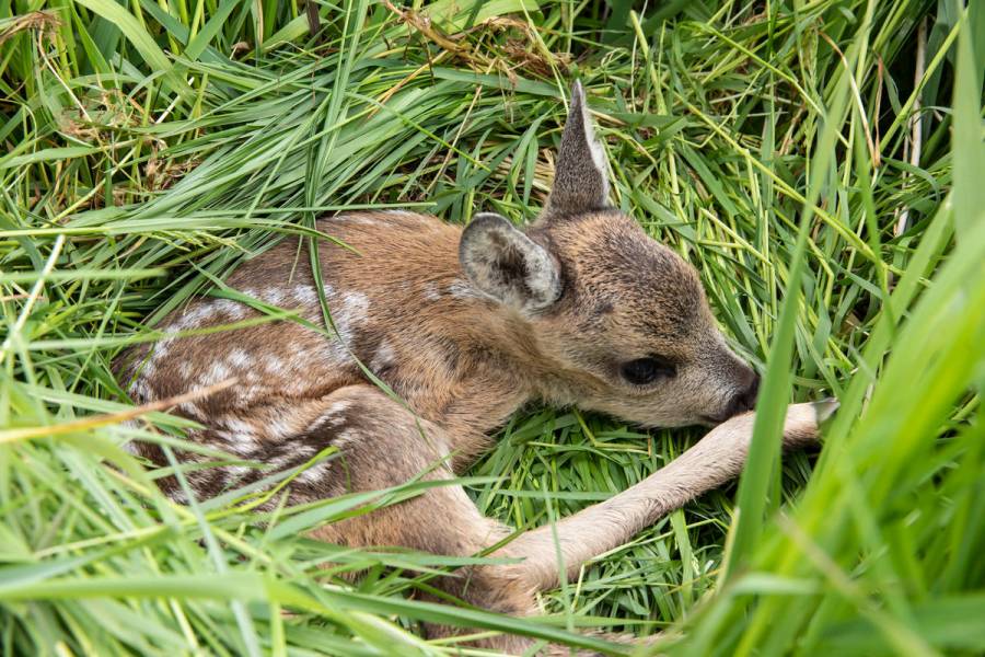 Ducken und Tarnen als Überlebensstrategie: Tierkinder sind gut an ihre Umwelt angepasst. (Quelle: Czybik/DJV)