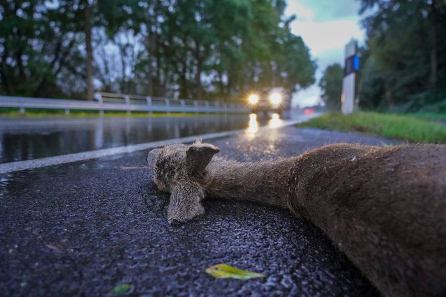 Rehwild ist knapp in die Hälfte aller Wildunfälle verwickelt. (Quelle: Kapuhs/DJV)