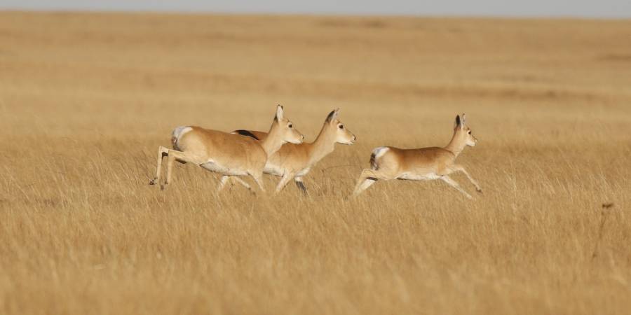Über fünf Jahre wurde die Wanderung der Gazelle mittels GPS-Sender aufgezeichnet: Insgesamt legte das Tier über 18.000 Kilometer in der mongolischen Steppe zurück. (Foto: Ariunbaatar)