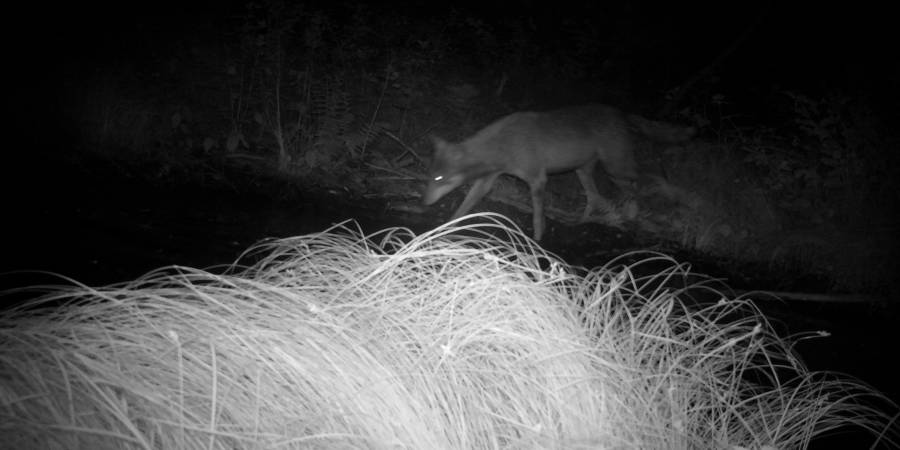 Ein Wolf. Aufnahme einer Wildkamera im Colditzer Forst (Fotograf: UNB Landkreis Leipzig)