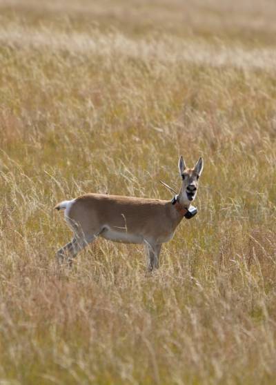 Eine weibliche mongolische Gazelle (Procapra gutturosa) mit Sender. (Foto: Senckenberg/Dejid)