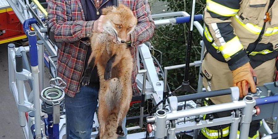 Der gerettete Fuchs auf der Drehleiter (Foto: Freiwillige Feuerwehr Schenefeld)