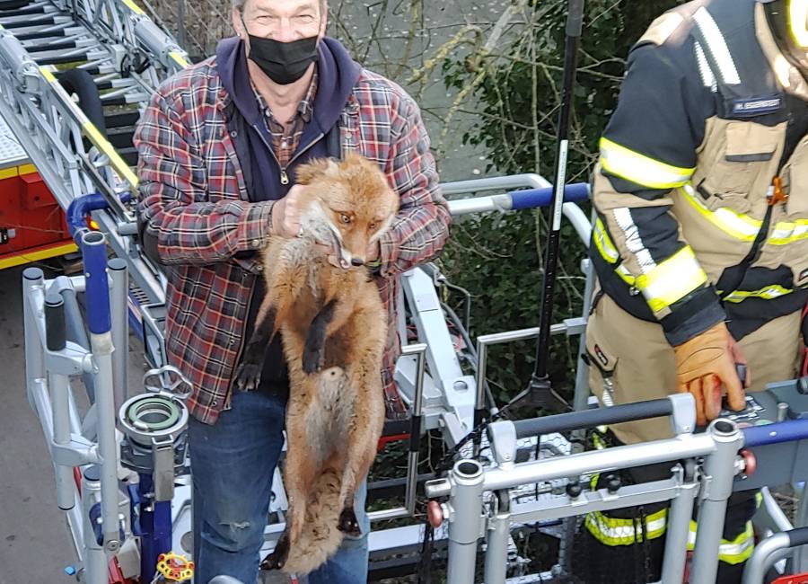 Der gerettete Fuchs auf der Drehleiter (Foto: Freiwillige Feuerwehr Schenefeld)