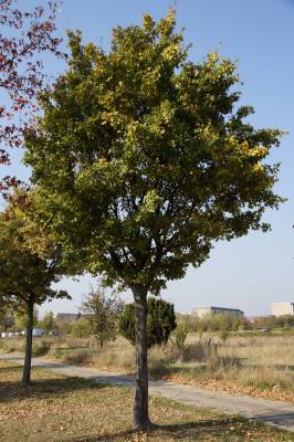 Ein Feldahorn als Stadtbaum (Acer campestre) (Foto: BdB/GALK/Steffen Löbel)