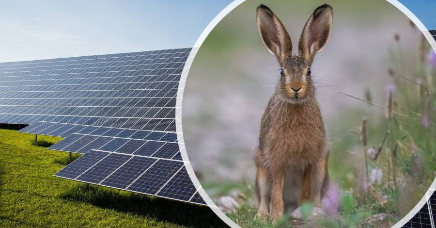 Photovoltaikanlage und ein Feldhase (Symbolbild: Michael Schwarzenberger/Sven Ziegler)