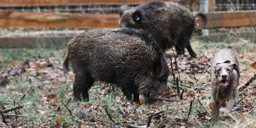 Zwei Wildschweine und ein Jagdhund im Saugatter (Quelle: LJV RLP)