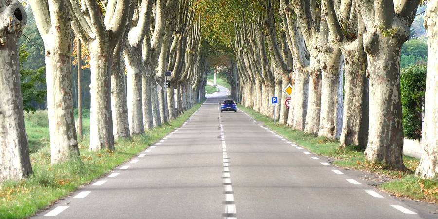 Blick auf eine Allee aus Platanen (Platanus hispanica) (Foto: ENA/BdB/Pixabay9