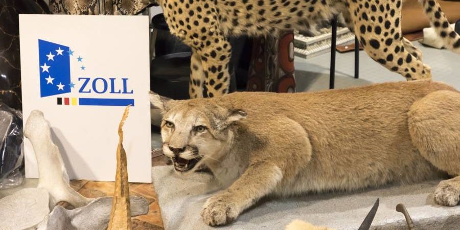 Mehrere vom Zoll beschlagnahmte Präparate und tierische Produkte (Foto: Zoll)