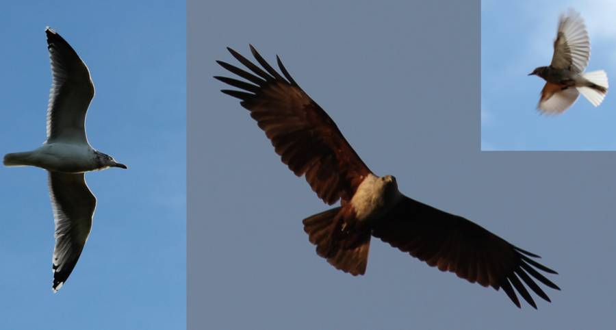 Verschiedene Flügelformen verdeutlichen die Unterschiede im Flugverhalten, z.B. zwischen Seevögeln wie der Silbermöwe aus Norddeutschland, Greifvögeln wie dem Brahminenweih aus Indien und kleinen Sperlingsvögeln wie dem Schwarzschnabel-Hakentyrann aus Ecuador. (Foto: Senckenberg/Fritz)