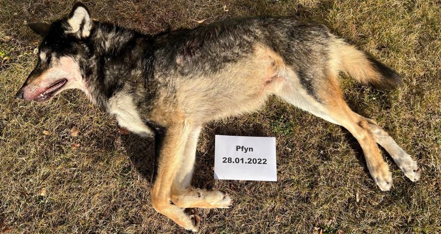 Der erlegte Wolf (Foto: Dienststelle für Jagd, Fischerei und Wildtiere des Kanton Wallis)