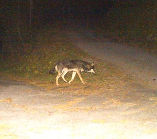 Aufgrund der Fellfärbung und der Größe des Tieres wurde vermutet, dass es sich um einen Wolfshybrid handelt. (Foto: Dienststelle für Jagd, Fischerei und Wildtiere des Kanton Wallis)