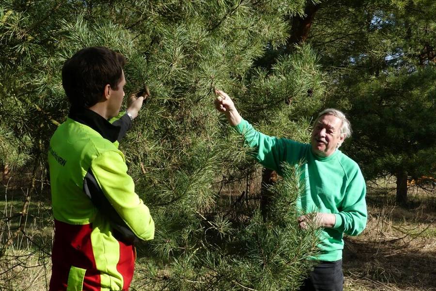 Marius Erley und Christoph Biemann nehmen die Kiefernzapfen genau unter die Lupe (Foto: Wald und Holz NRW)