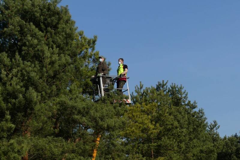 Die Samenreichsten Zapfen werden mit der Hubarbeitsbühne weit oben in der Baumkrone geerntet (Foto: Wald und Holz NRW)