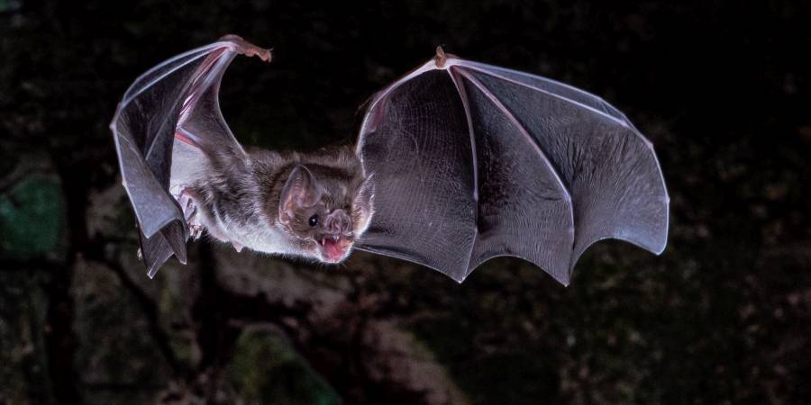 Die Gemeine Vampirfledermaus (Desmodus rotundus) ernährt sich ausschließlich vom Blut anderer Tiere. Anpassungen an diese einzigartige Ernährung sind unter anderem auf den Verlust von Genen zurückzuführen. (Foto: © Brock Fenton)