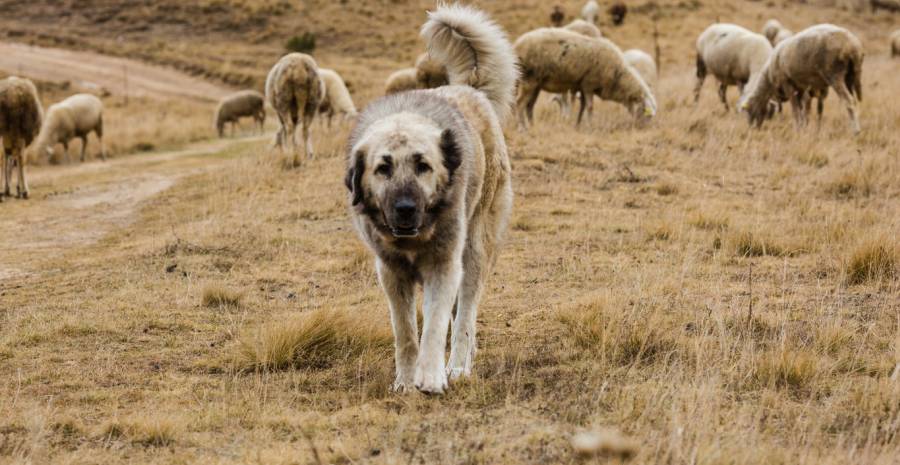 Herdenschutzhund bei einer Schafherde (Symbolbild: iStock/ MajaArgakijeva)