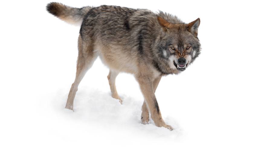 Ein grimmiger Wolf im Schnee (Symbolbild: iStock/bazilfoto)