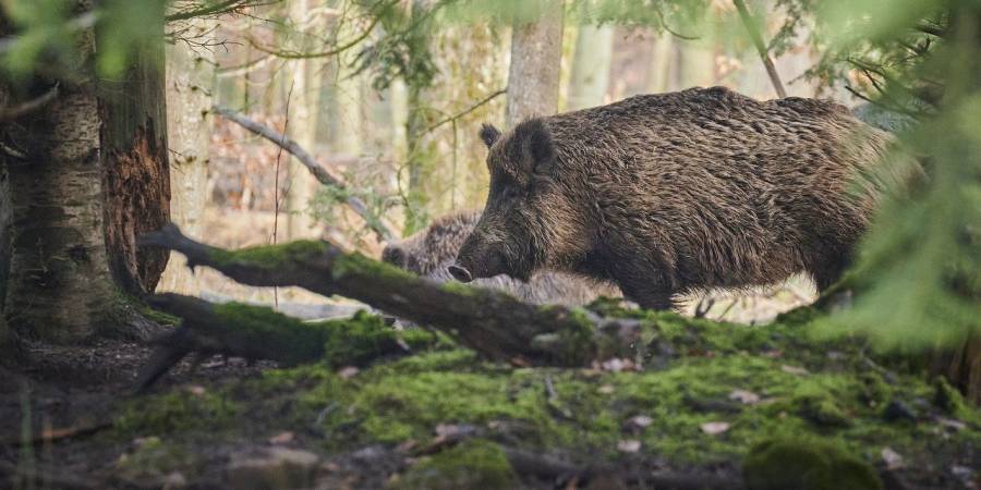 Wildschweine in einem Wald (Symbolbild: Paul Henri Degrande)