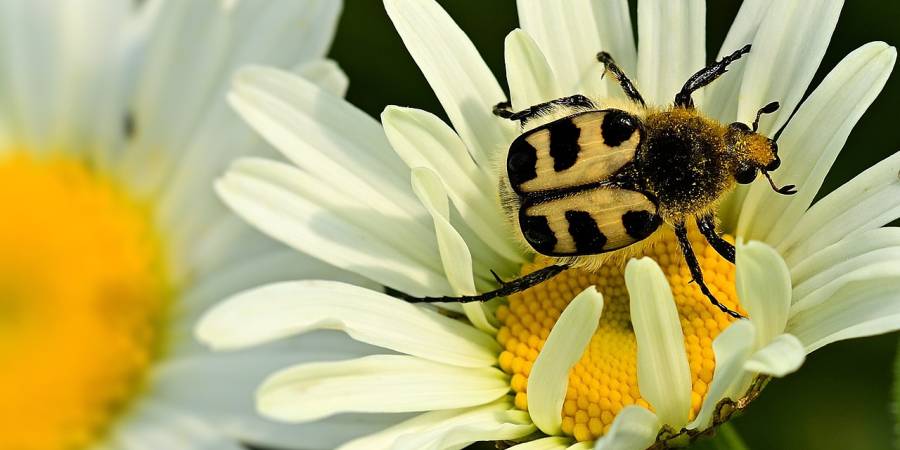 Glattschieniger Pinselkäfer (Trichius zonatus) (Foto: jggrz)