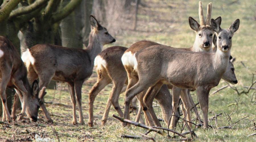 Ein Sprung Rehe (Symbolbild: spirit1955)