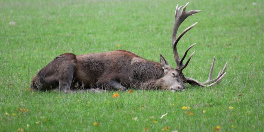 Ein liegender Hirsch (Symbolbild: Dominik Rheinheimer)