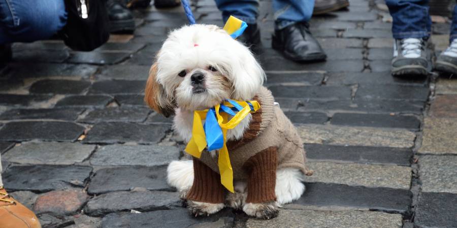 Ein kleiner Hund mit blauen und gelben Bändern am Halsband (Symbolbild: Oleg Mityukhin)