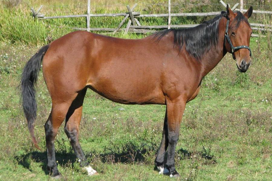 Pferd auf einer Weide (Symbolbild: Bernell MacDonald)