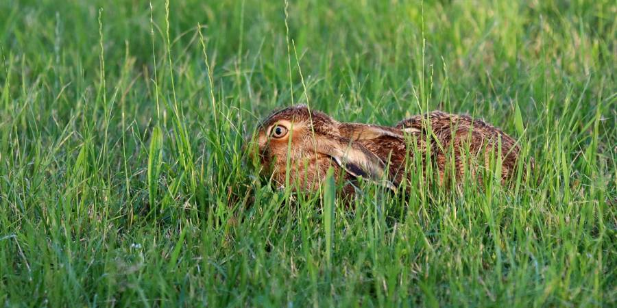 Ein Hase in seiner Sasse auf einer Wiese (Foto: WFranz)