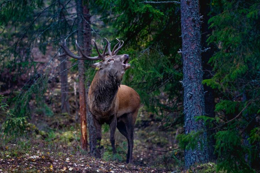 Ein Hirsch im Wald (Symbolbild: Lars-Anders Mosskull)