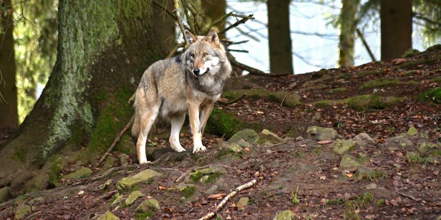 Wolf in einem Wald (Symbolbild: jggrz)