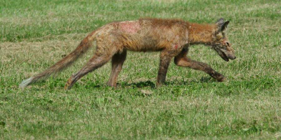 Ein von Räude geplagter Fuchs (Symbolbild: Flatcoater)