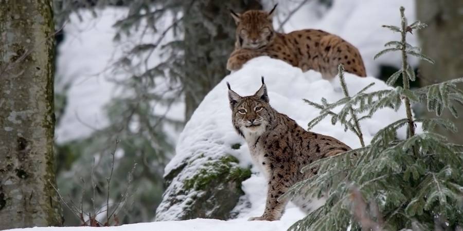 Zwei Luchse in einem verschneiten Wald (Symbolbild: Domenic Hoffmann)