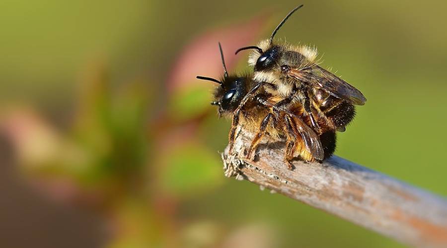 Wildbienen (Beispielbild: jggrz)