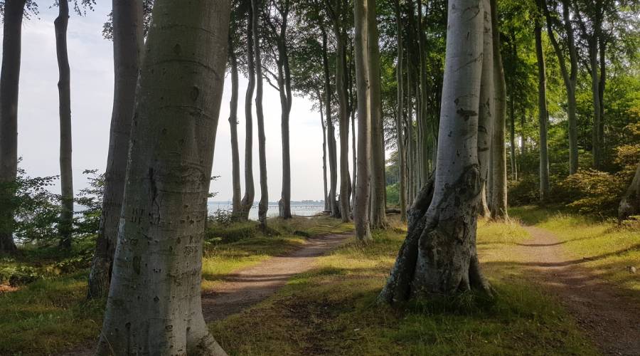 Buchenwald an der Ostseeküste Mecklenburg-Vorpommerns (Symbolbild: Eva K. Kühn)