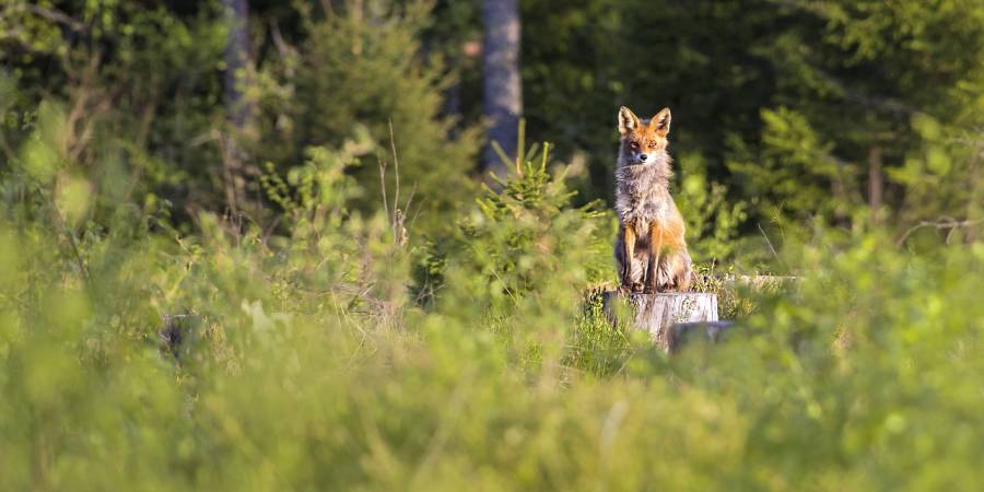 Ein Fuchs sitz auf einem Baumstumpf im Wald (Symbolbild: Erik Karits)