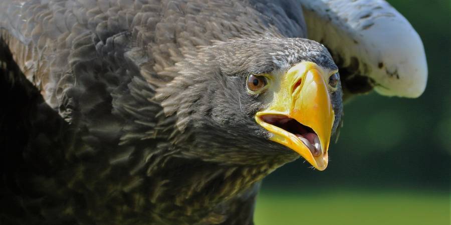 Ein Seeadler (Foto: Kevinsphotos)