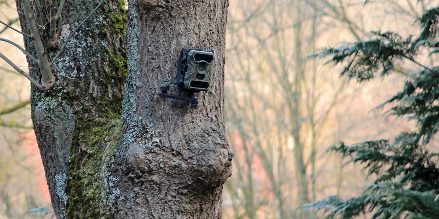Wildkamera an einem Baum (Symbolbild: HarryStueber)