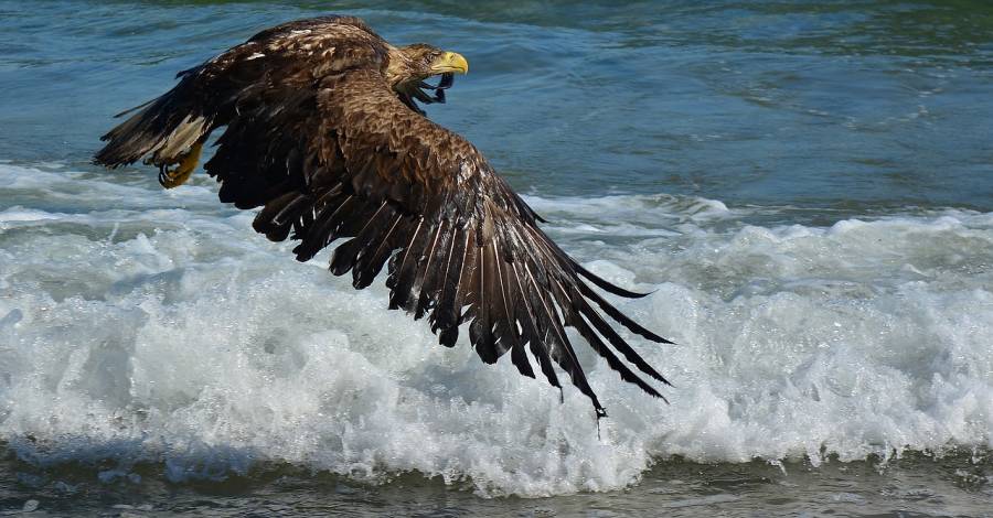 Ein Seeadler fliegt über dem Meer (Symbolbild: jggrz) 