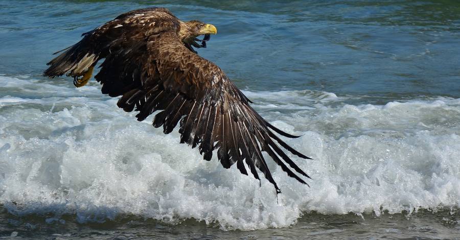 Ein Seeadler fliegt über dem Meer (Symbolbild: jggrz)