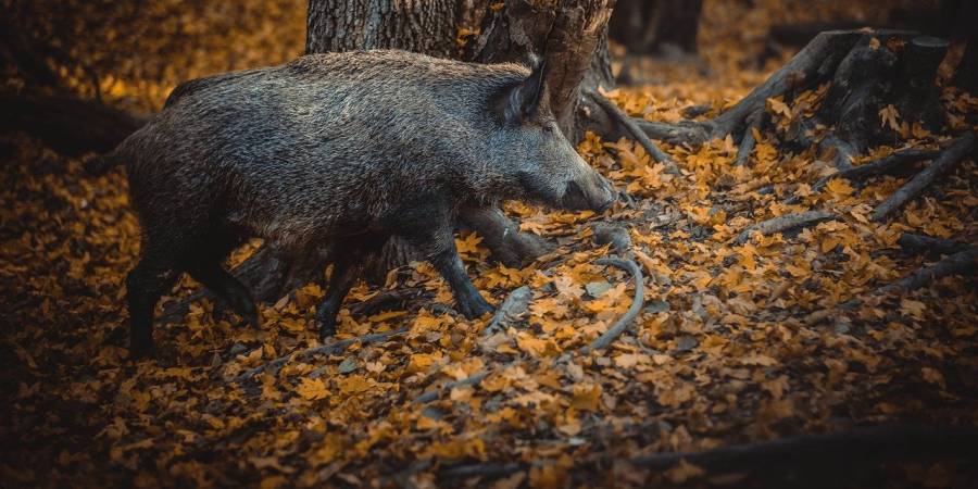 Wildschwein in einem Eichenwald (Symbolbild: Michal Renčo)