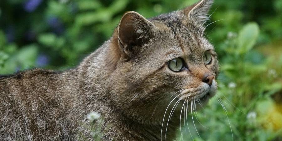Eine Wildkatze (Symbolbild: Marcel Langthim)