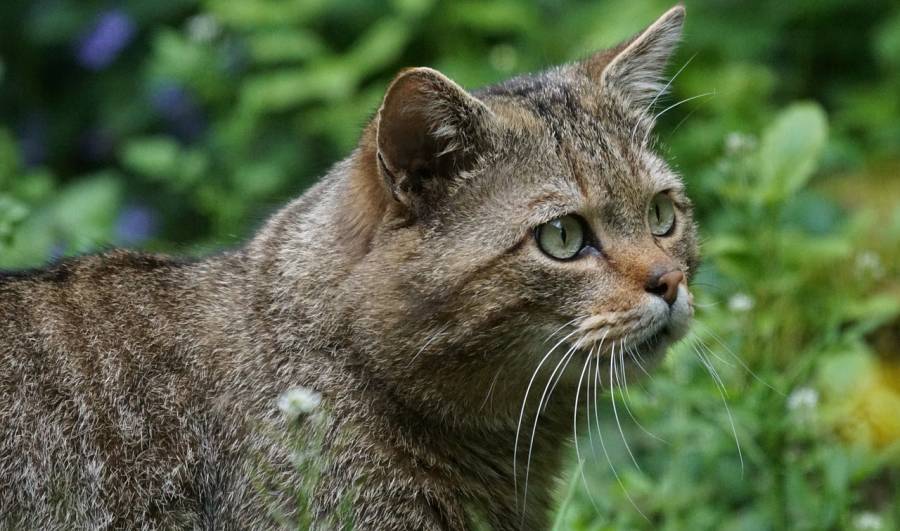 Eine Wildkatze (Symbolbild: Marcel Langthim)