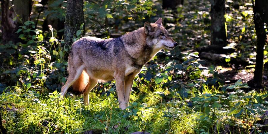 Ein Wolf (Symbolbild: olleaugust)