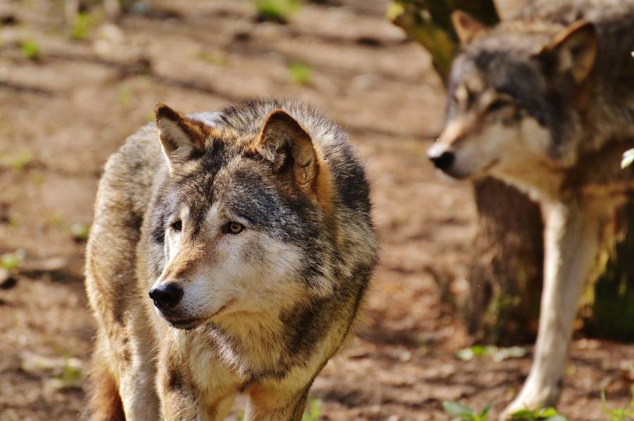 Zwei Wölfe (Symbolbild: Alexas_Fotos)