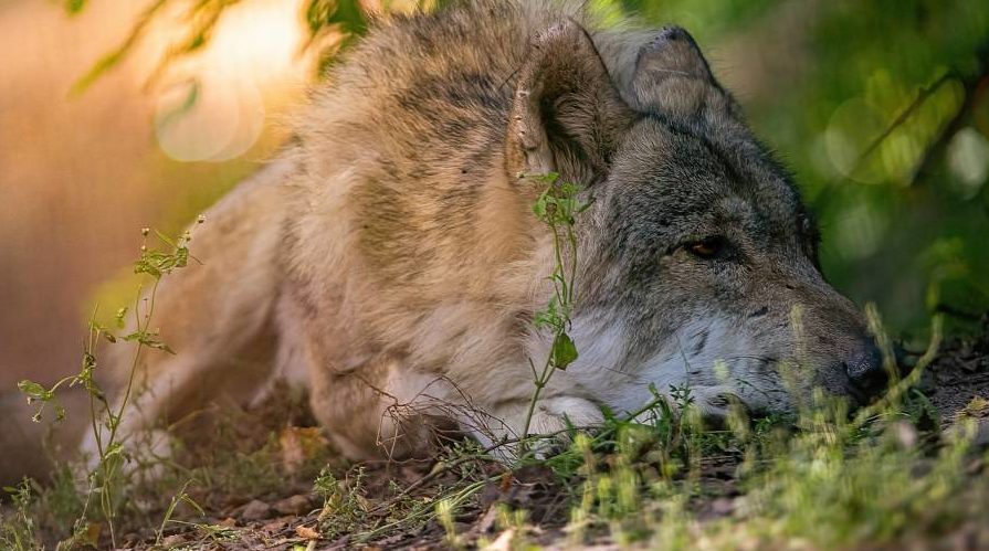 Ein liegender Wolf (Symbolbild: Thorsten Schulze)