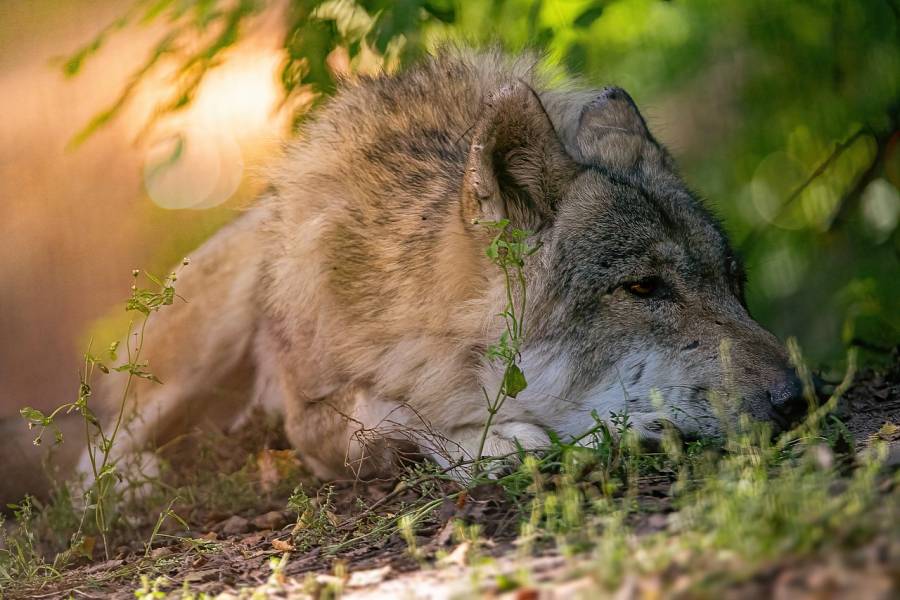 Ein liegender Wolf (Symbolbild: Thorsten Schulze)
