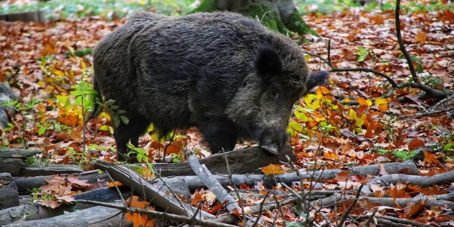 Wildschweinkeiler (Symbolbild: Thomas G.)