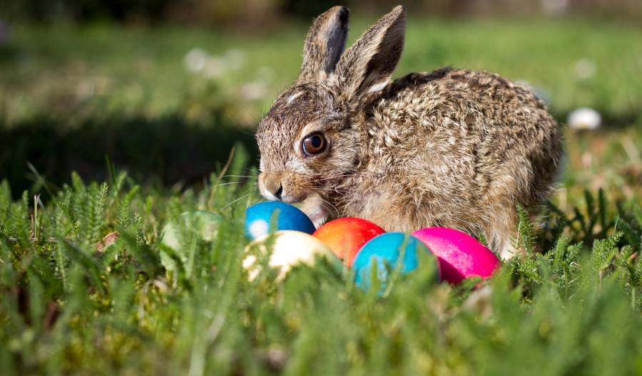 Seit Beginn des 19. Jahrhunderts bringt er die Ostereier. Wie es zum Osterhasen kam, erläutert der DJV. (Quelle: Rebstock/DJV)