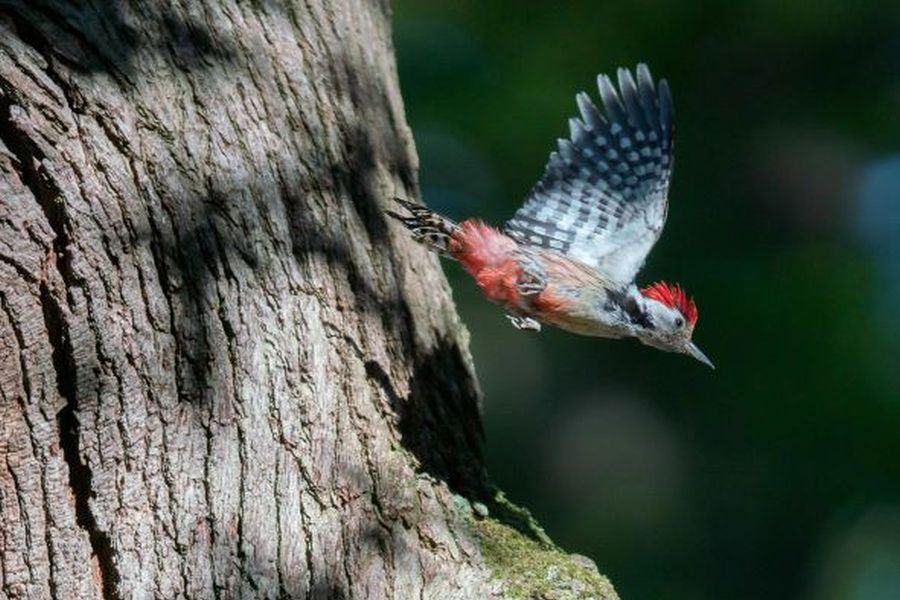 Der Mittelspecht ist eine der Zielarten in den Villewäldern (Foto: Klaus Striepen, Wald und Holz NRW)