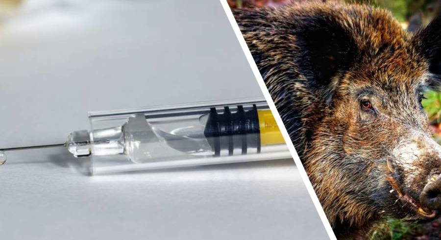 Ein Wildschwein und eine aufgezogene Impf-Spritze. (Symbolbild: Thomas G. / Willfried Wende)