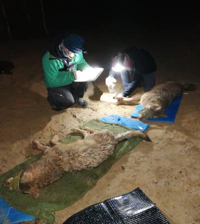 Die beiden Wolfsfähen FT16 und FT17 werden nach dem Fang untersucht und bekommen anschließend das Sendehalsband angelegt. (Foto: LUPUS Institut)